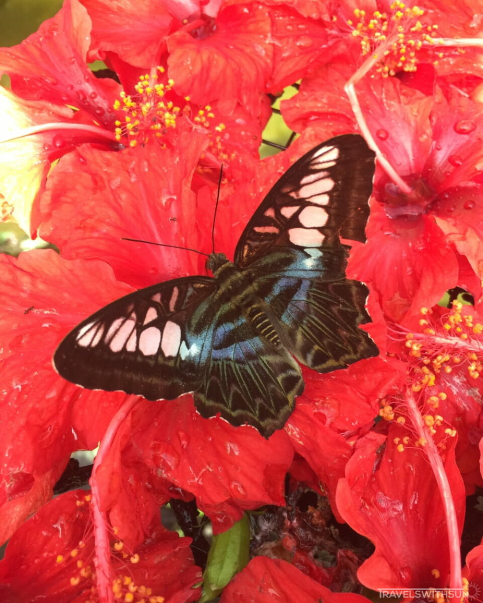 槟城蝴蝶园 Entopia 大红花上的蝴蝶