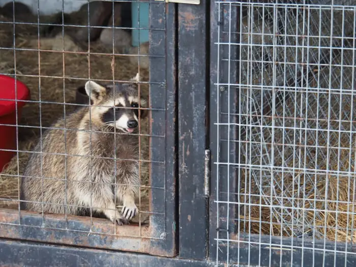 A Caged Raccoon At Gunung Lang