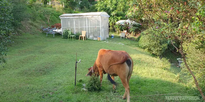 A Cow At Kebun Kebun Bangsar