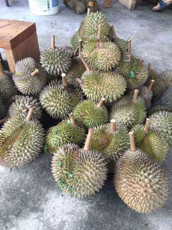 A Pile Of Durians For A Durian Buffet At Choo's Family Durian Orchard