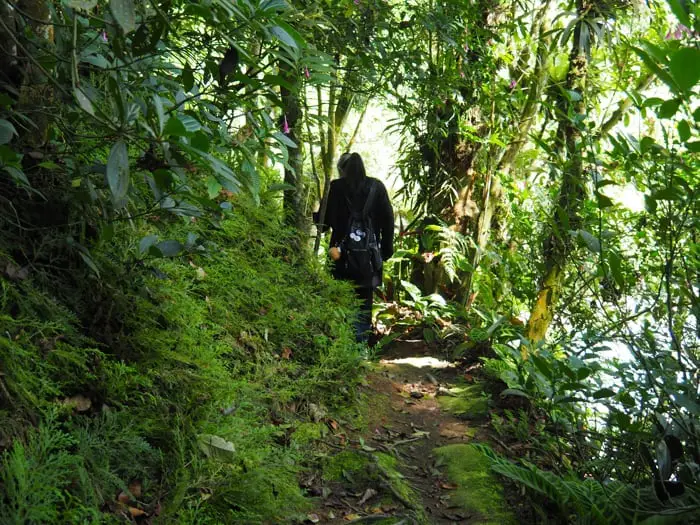 A Portion Of The Jungle Walk At O&R Garden