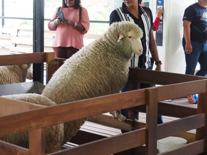 金马伦高原牧羊场的一只绵羊试图吸引路人的注意