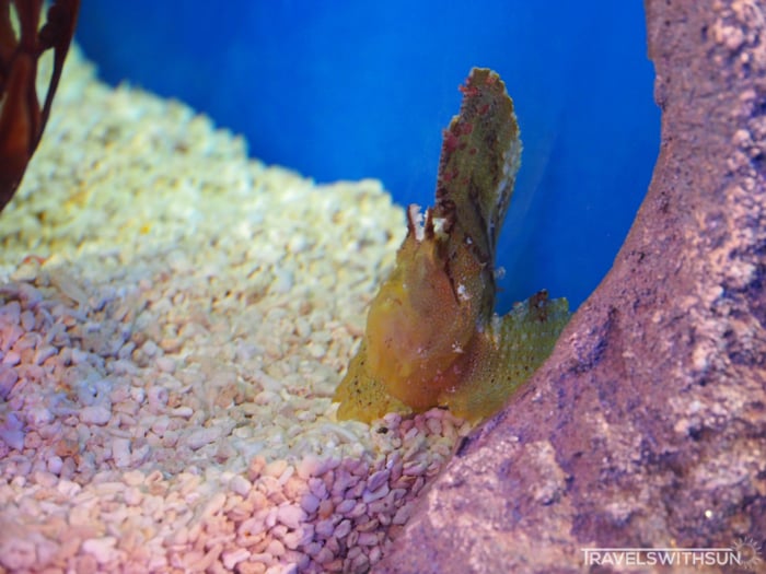 A Strange Looking Fish At Aquaria KLCC