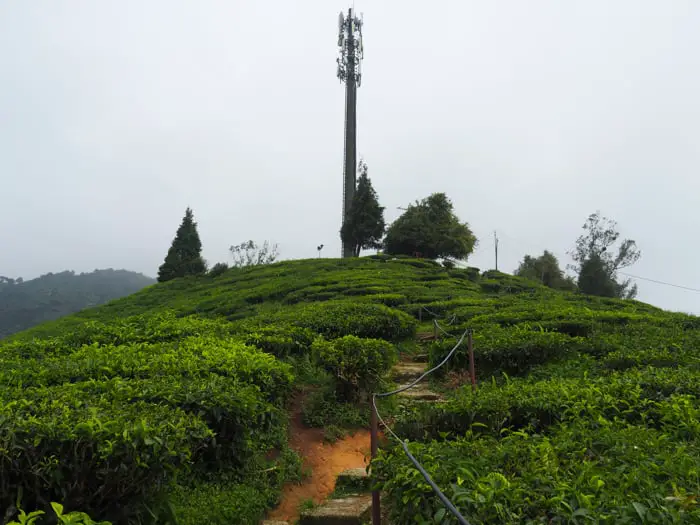 A Viewpoint At Boh Tea Estate Habu (Fairlie Boh Tea Plantation)