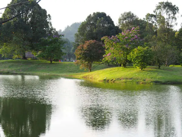 Abundant greenery at Taiping Lake Gardens