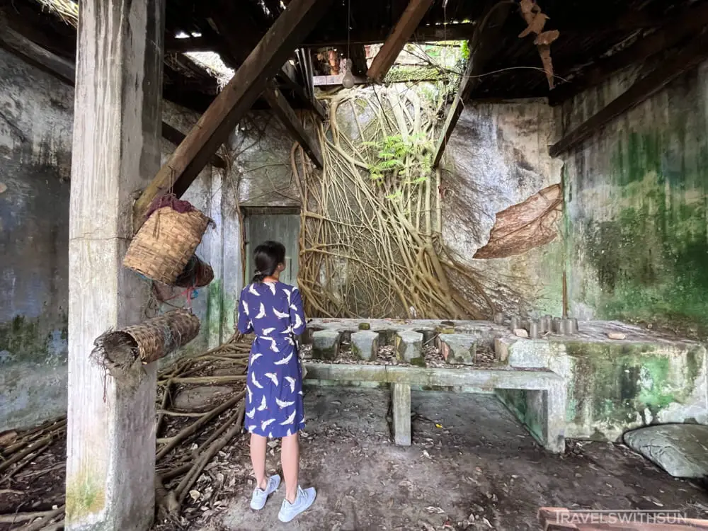 Admiring Bayan Tree Roots In One Of The Buildings At Papan Village In Pusing, Perak