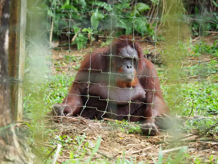 Adult Resident Orangutan At Orangutan Island