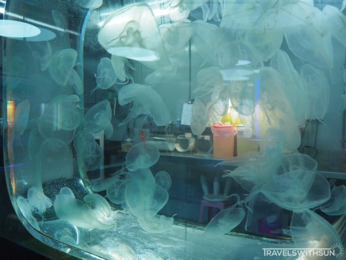 Another Jellyfish Exhibit At Aquaria KLCC