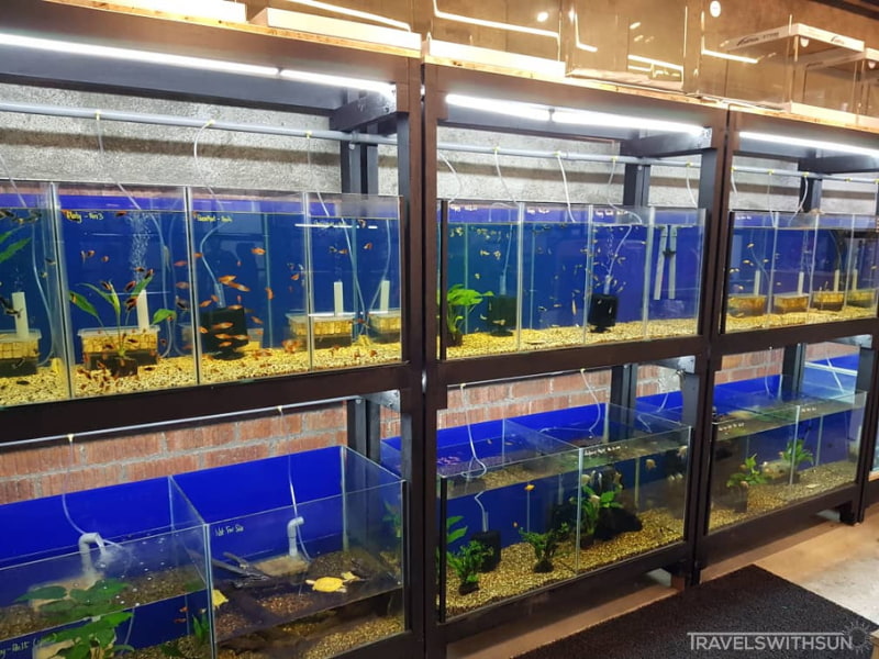 Aquariums At Luck Bros Kota Damansara