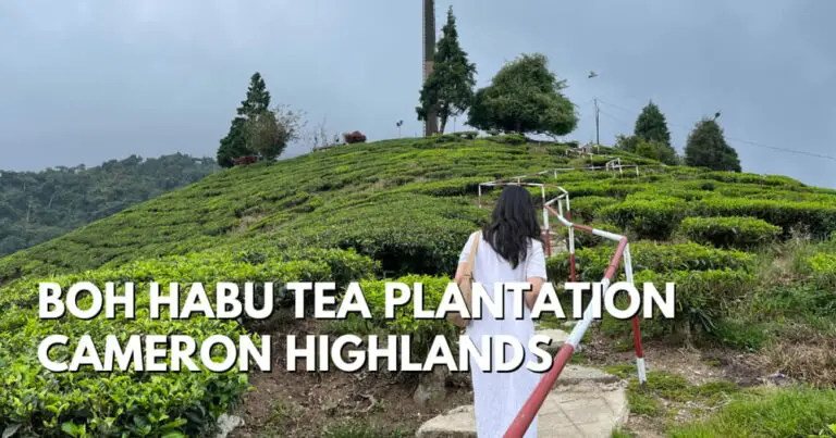 BOH Habu Tea Plantation – Have These Secret Valley To Yourself