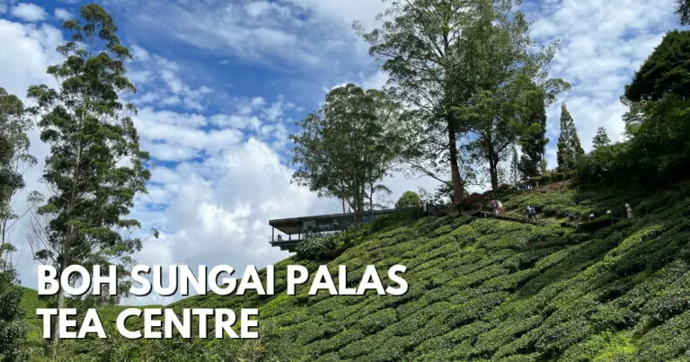 Why Does Everyone Go To BOH Sungai Palas Tea Plantation?