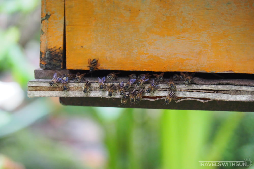 Bees At Their Hive In Ee Feng Gu Bee Farm, Cameron Highlands