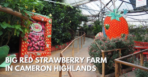 Big Red Strawberry Farm In Brinchang, Cameron Highlands