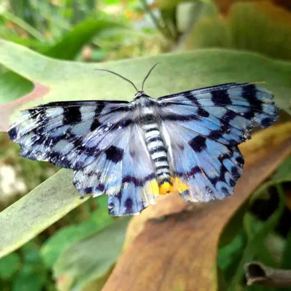 Blue Butterfly Spotted At The Butterfly Farm In Cameron Highlands