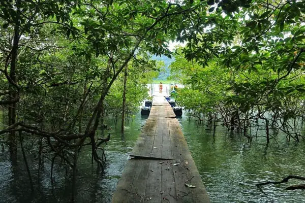 Boardwalk Surrounded By Mangrove At Kubang Badak Mangrove Reserve