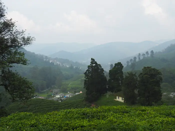 Boh Tea Estate Habu (Fairlie Boh Tea Plantation)