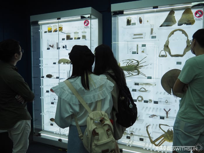 Bones And Other Miscellaneous Items On Display At Aquaria KLCC