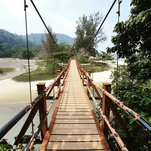 Bridge In Penang National Park