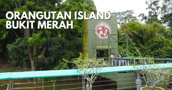 Orangutan Island: A Hidden Orangutan Sanctuary In West Malaysia