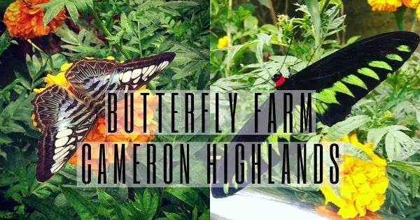 Butterfly Farm Cameron Highlands: Everything About This Farm + Review