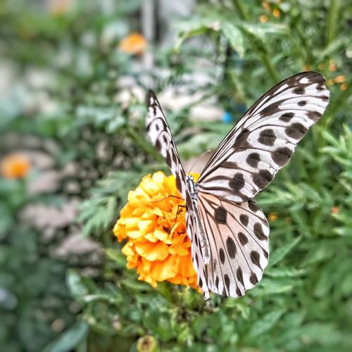 Butterfly Garden in Cameron Highlands
