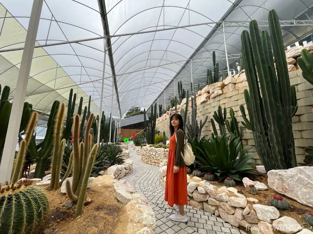 Cacti Section At Agro Market Cameron Highlands
