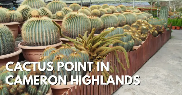 Cactus Point Cameron Highlands – A Delight For Plant Enthusiasts