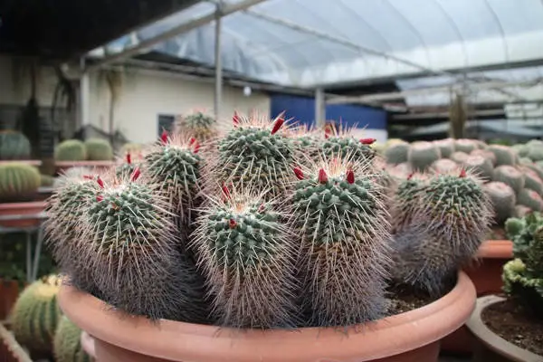 Cactus Section At Agro Technology Park MARDI Cameron Highlands