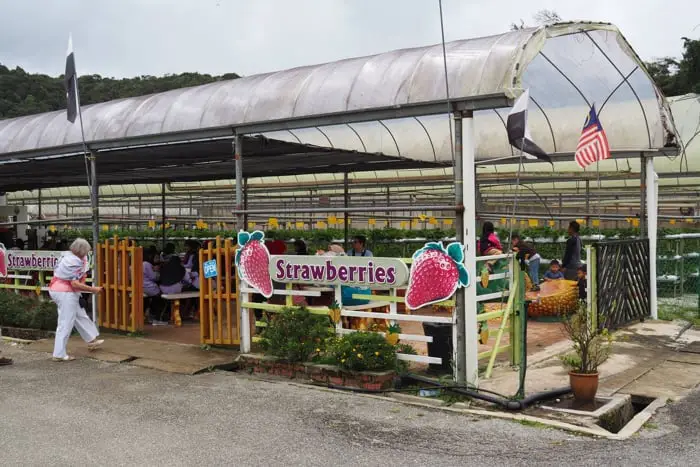 Cafe And Strawberry Section At MARDI In Cameron Highlands