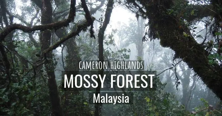 Mossy Forest of Cameron Highlands – Don’t Miss This Spectacular Hiking Spot In Malaysia!