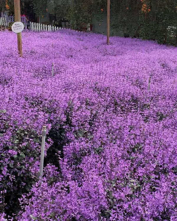 Cameron Lavender Garden