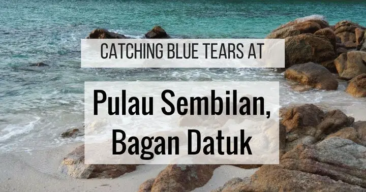 Catching Blue Tears at Pulau Sembilan, Bagan Datuk