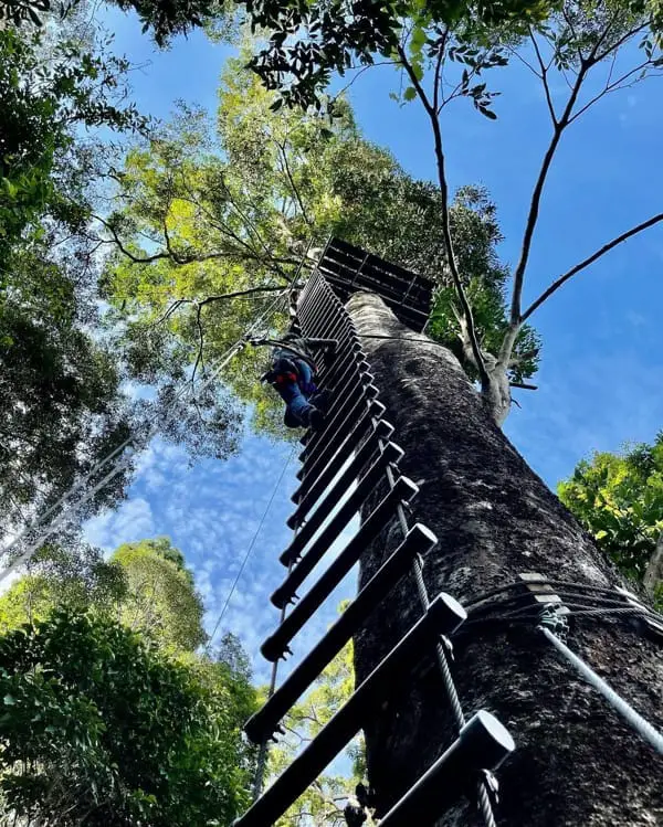 Climb Up A Tree With SKYTREX Adventure Langkawi