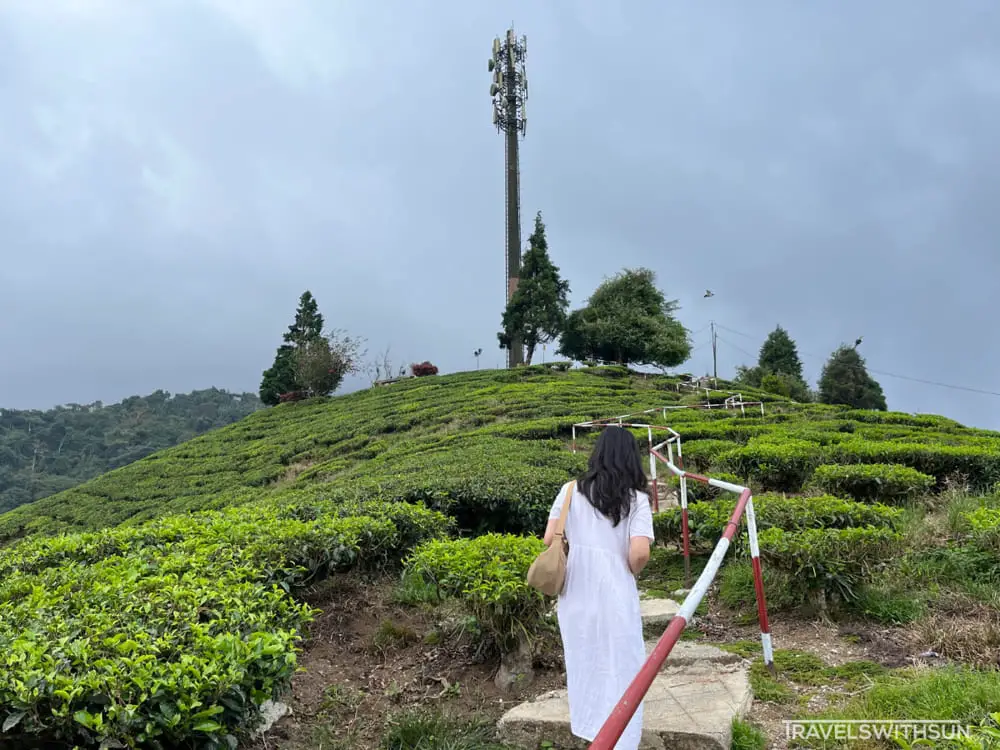 Climbing Up The Hill At BOH Habu Tea Plantation