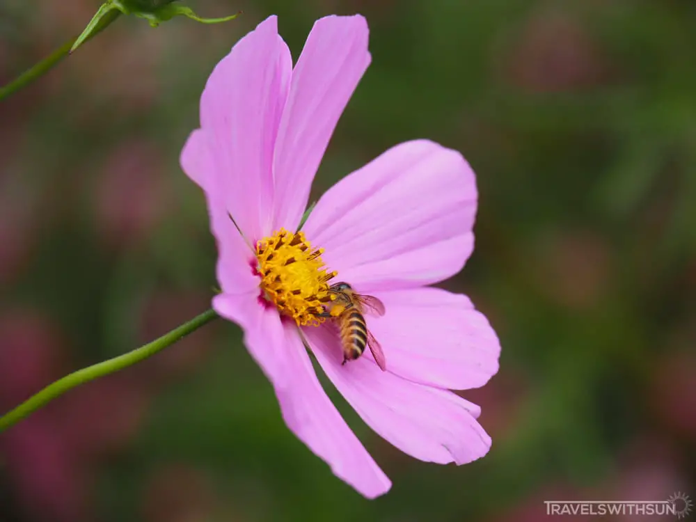 Close Up Of A Bee On A Garden Cosmos Flower At Ee Feng Gu Bee Farm, Cameron Highlands