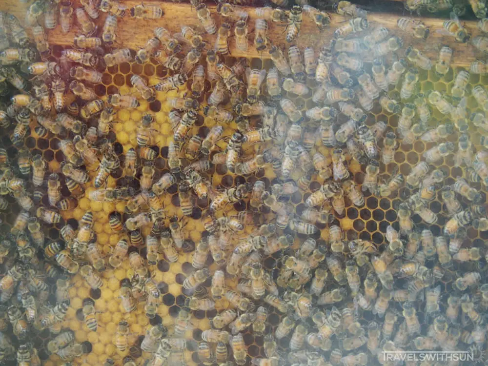 Close Up Of A Hive At Highlands Apiary Farm, Bee Farm, Strawberry Farm, Cameron Highlands