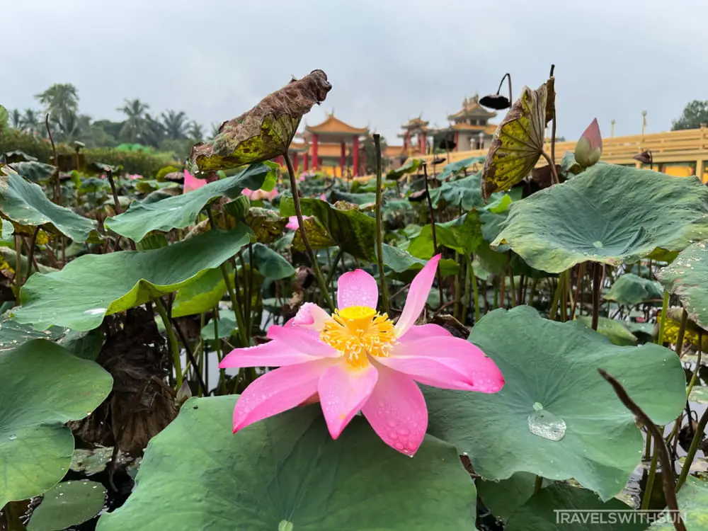 Close Up Of A Lotus Flower At Seen Hock Yeen Confucius Temple