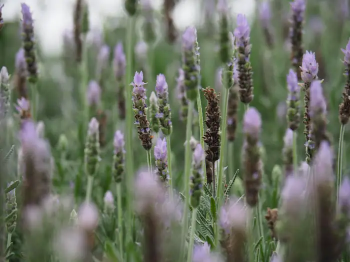 Close Up Of English Lavender