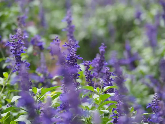 Close Up Of Hokkaido Lavender Lavender Garden In Cameron Highlands
