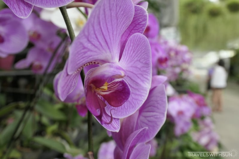 Close Up Of Orchids At World of Phalaenopsis (Ulu Yam Orchid Farm)