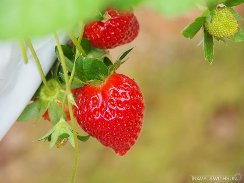 Close Up Of Strawberries At Raaju's Hill Strawberry Farm