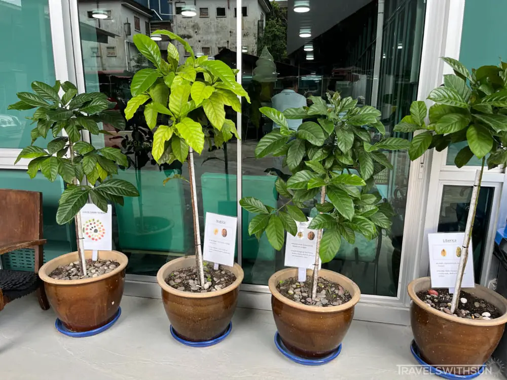 Coffee Trees At Antong Coffee Factory, Taiping