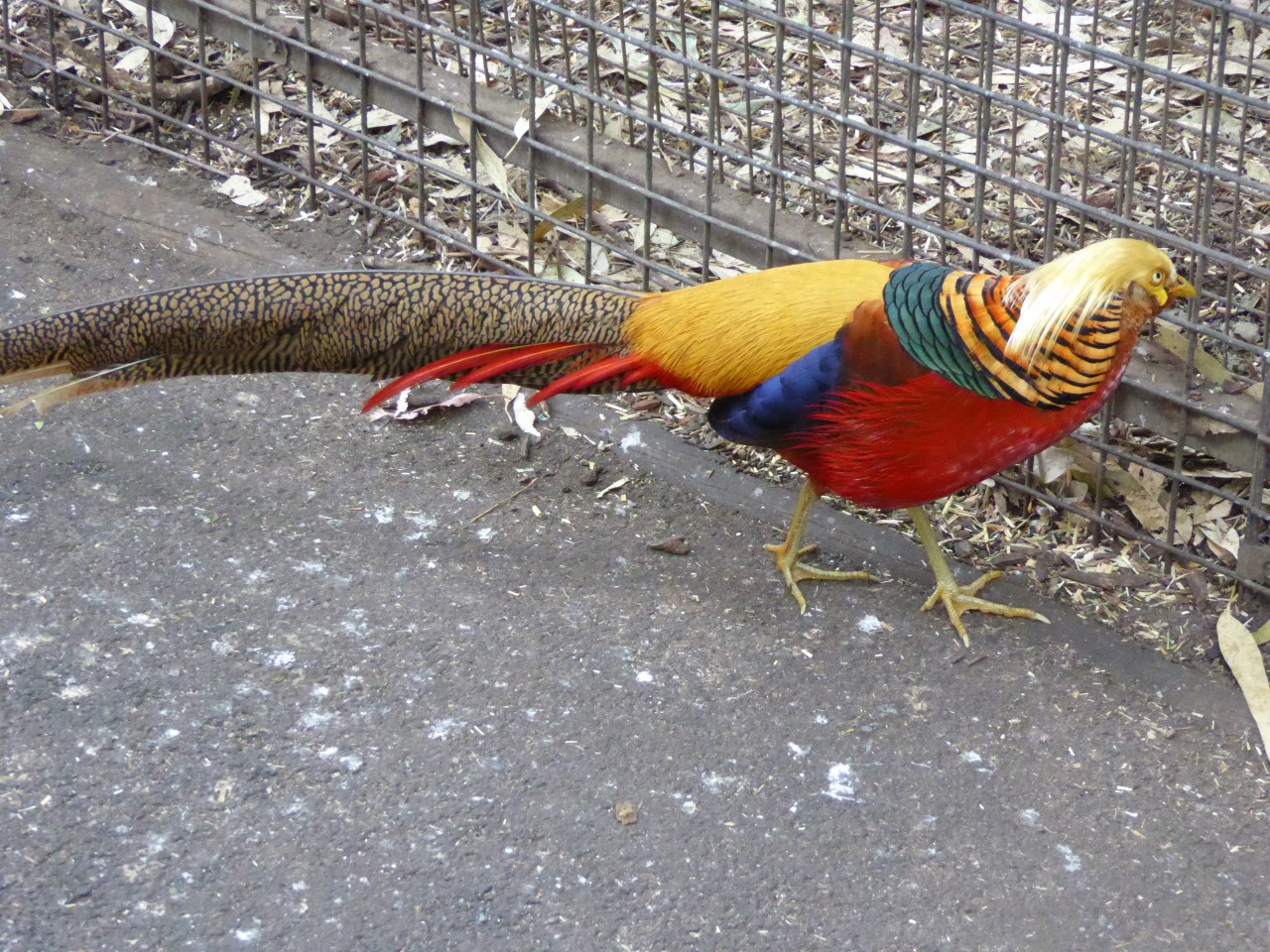 Colorful pheasant at Featherdale wildlife park