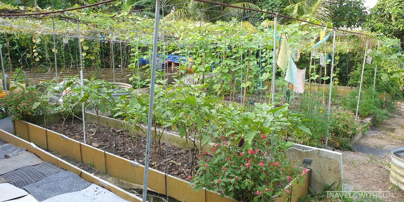 Community Vegetable Garden Plots At Kebun Kebun Bangsar