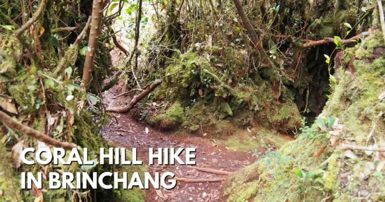Coral Hill Hike – Alternative Mossy Forest Trail With No Entry Fees