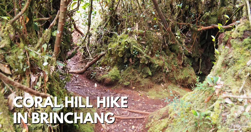 Coral Hill Hike In Brinchang, Cameron Highlands - travelswithsun