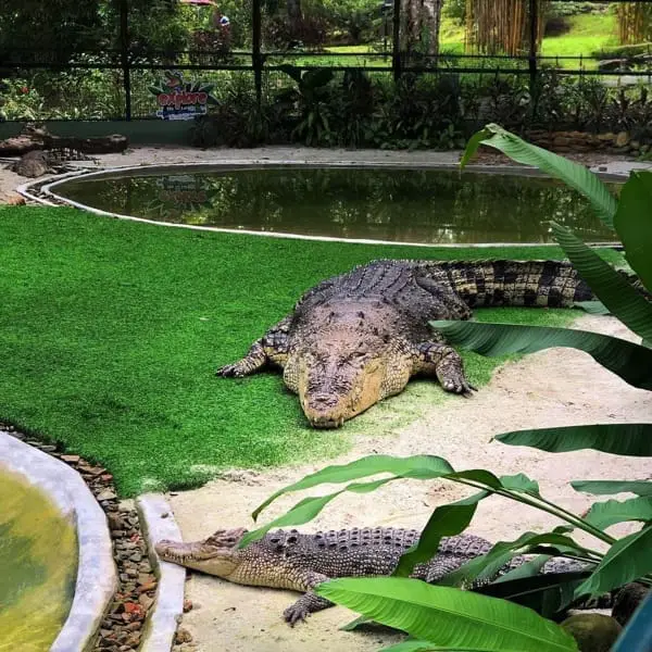 Crocodile Adventure Land Langkawi