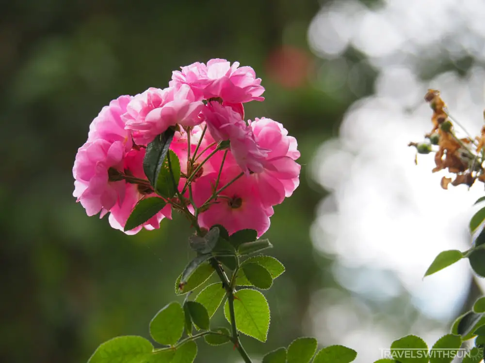 Damask Rose Close Up At Ee Feng Gu Bee Farm, Cameron Highlands