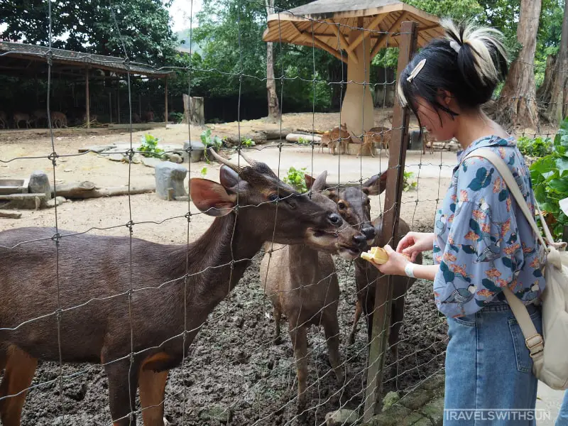 Deer Feeding Session At The National Zoo Of Malaysia