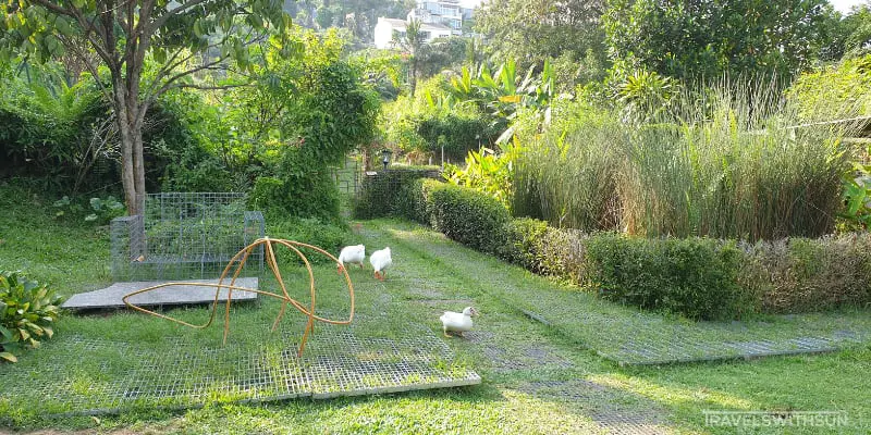 Ducks Wandering Around Kebun Kebun Bangsar